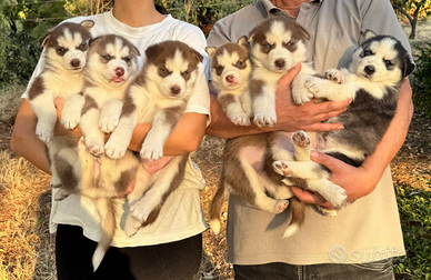 Cucciole Siberian Husky