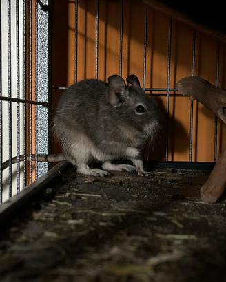 Degu del cile + gabbia