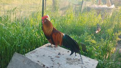 Galline phoenix