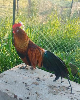 Galline phoenix