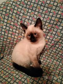 Cuccioli gatti siamesi