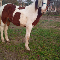 Cavallo