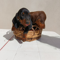 Cuccioli bassotto tedesco kanichen