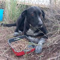 Dora, cagnolina in ADOZIONE