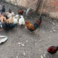 Animali da cortile