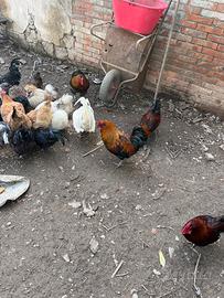 Animali da cortile