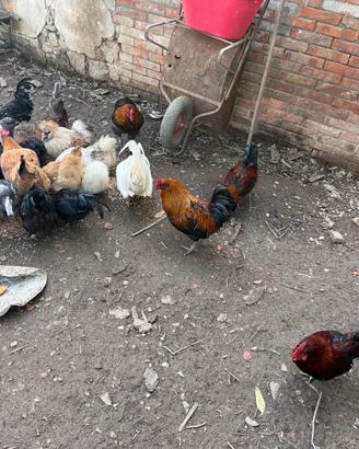 Animali da cortile
