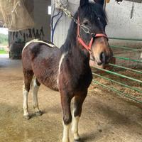 Cavallo