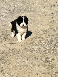 Cucciolo border collie