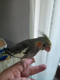 Uccelli