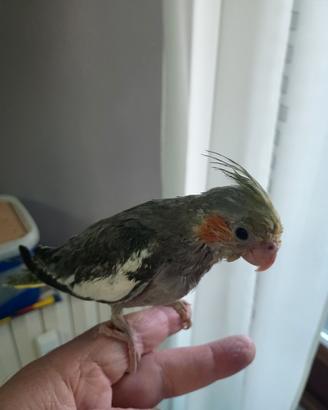 Uccelli