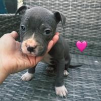 American Staffordshire terrier