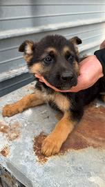 Cuccioli di pastore tedesco