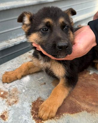 Cuccioli di pastore tedesco