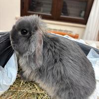 Coniglio Minilop blu
