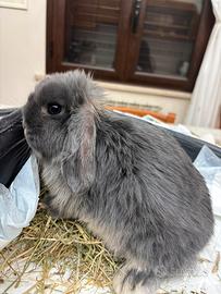 Coniglio Minilop blu