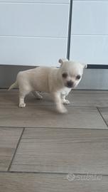 Chihuahua piccolo