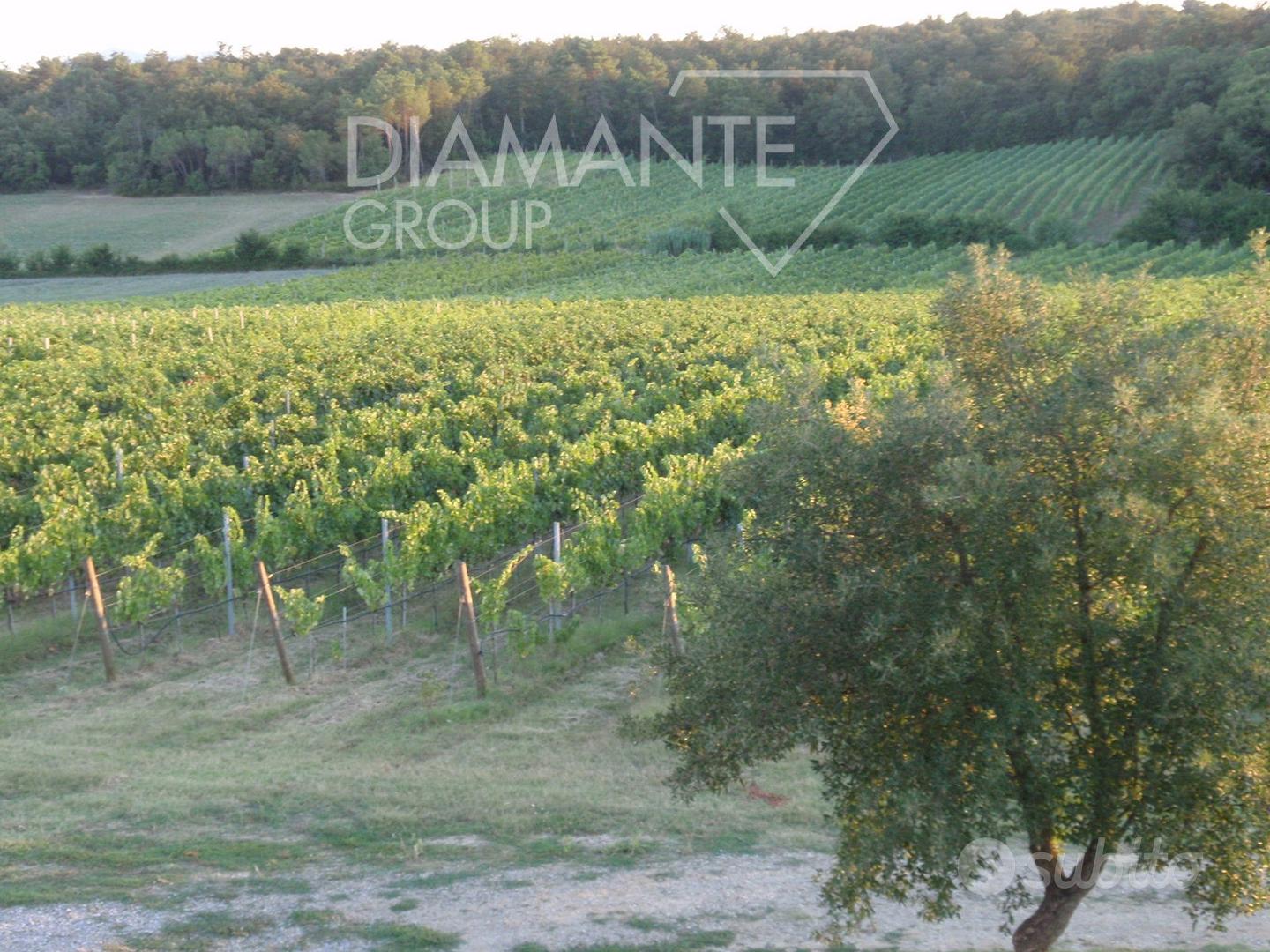 Terreno agricolo con vigneto e magazzino - Vista 3