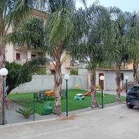 palme cocus