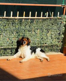 Monta epagneul breton tricolore maschio