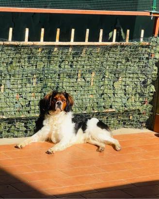 Monta epagneul breton tricolore maschio