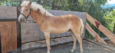 Cavallo