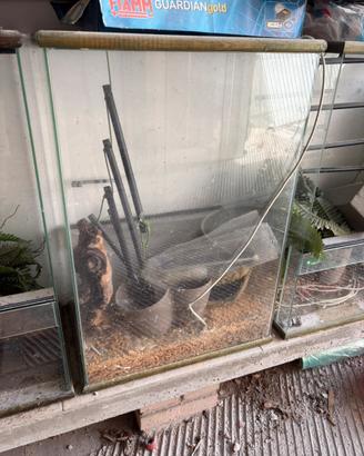 Teca/rettilario per rettili