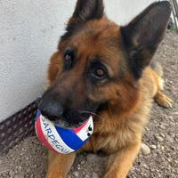 Cane pastore tedesco