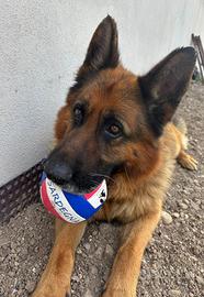 Cane pastore tedesco