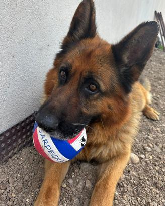 Cane pastore tedesco