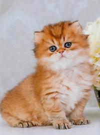 C.erco Gattina British Long Hair