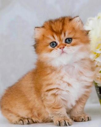 C.erco Gattina British Long Hair