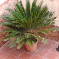 Cycas per ville