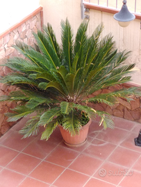 Cycas per ville