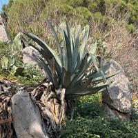 Agave americana