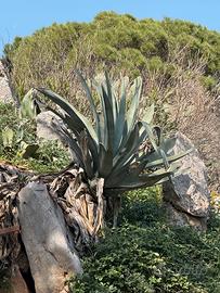 Agave americana