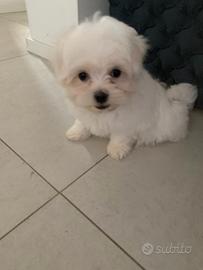 Maltese toy linea coreana PEDIGREE ENCI