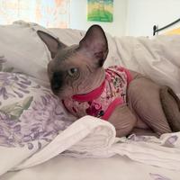 SPHYNX SEAL MINK Femmina