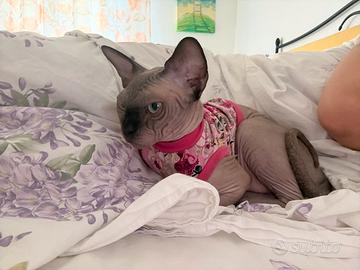 SPHYNX SEAL MINK Femmina