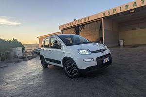 Panda hybrid
