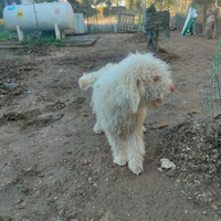 Cucciolone lagotto