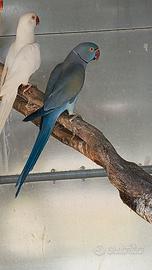 Coppia Parrocchetti dal collare