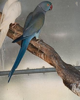Coppia Parrocchetti dal collare