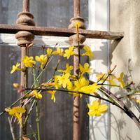 Jasminum Nudiflorum (gelsomino d' inverno)
