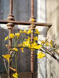 Jasminum Nudiflorum (gelsomino d' inverno)