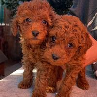 Sono disponibile maschi