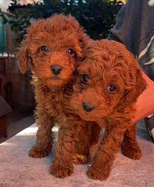 Sono disponibile maschi