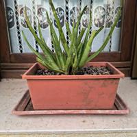 Pianta di aloe vera in vaso 