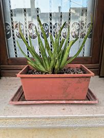 Pianta di aloe vera in vaso 