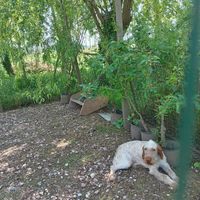 Femmina di 3 anni razza spinone italiano